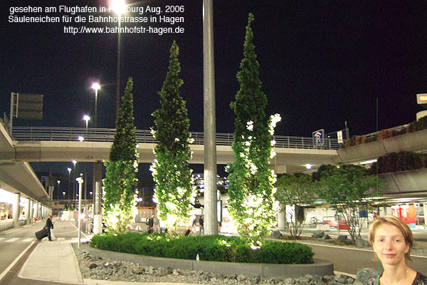 Pflanzbecken mit 3 Säuleneichen am Flughafen in Hamburg - sehr gut arrangiert